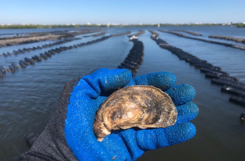  Tide to Table One Local Oyster Farm’s Contribution to Helping the Indian River Lagoon Thrive