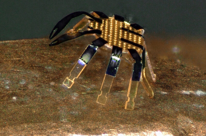  Did you know robot bugs could be in your future?