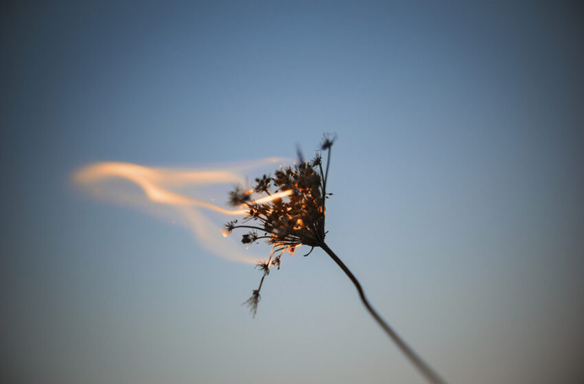  Did you know you can fight weeds with fire?