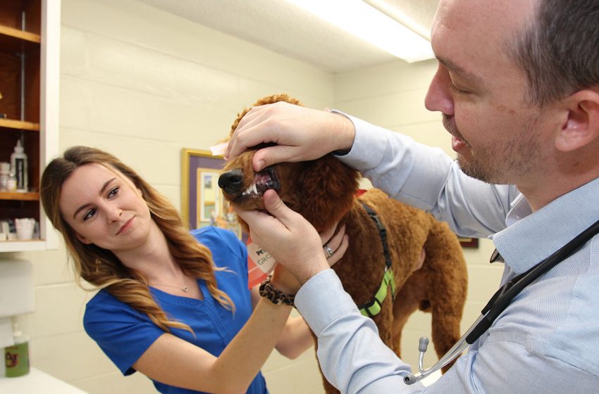  The Evolution of Pet Healthcare: New Tech, New Thinking