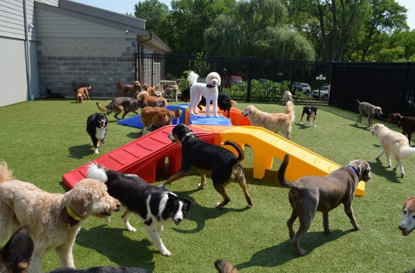  A Real Ruff Playtime: How One Family-Owned Business Created a Playground for Pups