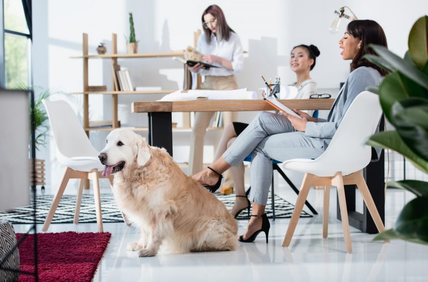  Pets as a Perk? Create a Pet Policy to Keep Employees Happy & Healthy in the Workplace