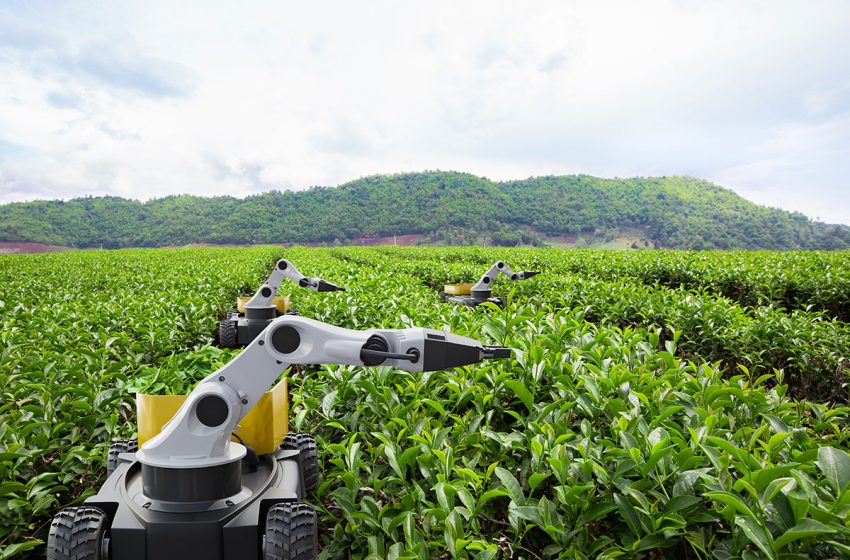  Did You Know AI Can Help Florida’s Ag Economy?